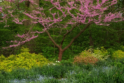 Redbud, Reeves-Reed Arboretum, Union County, NJ (6573SA).jpg